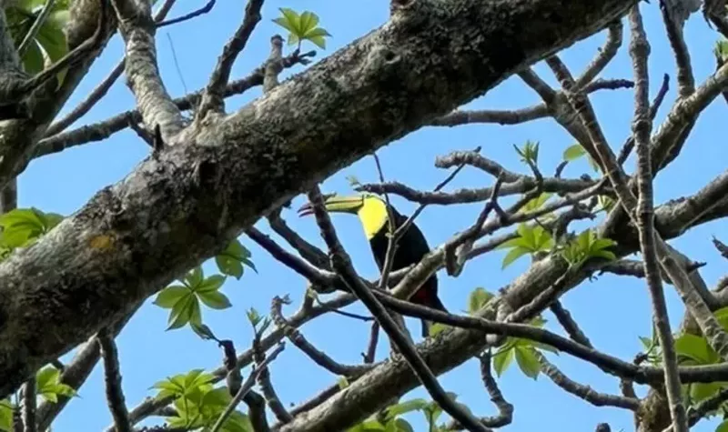 Image: a toucan in a tree