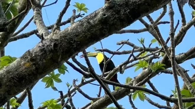 a toucan in a tree