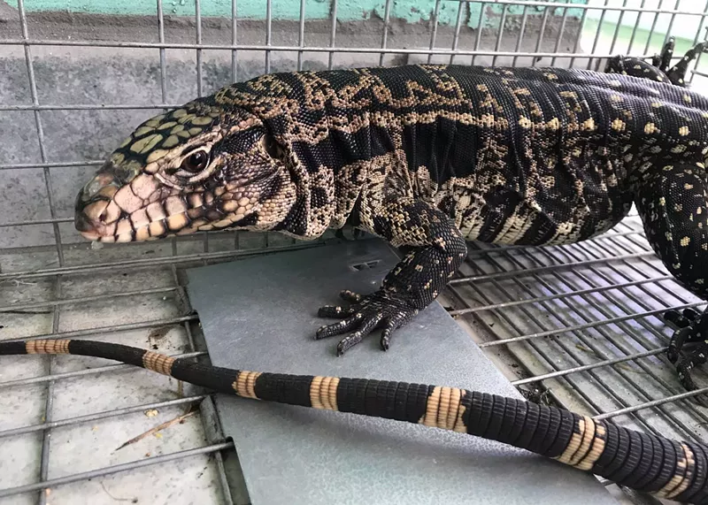 Image: A black-and-white tegu
