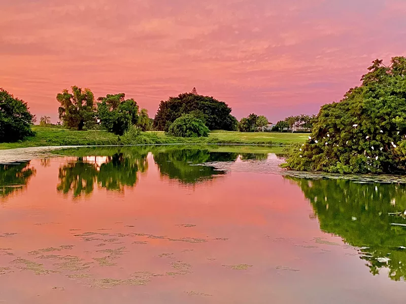 Image: The Calusa rookery