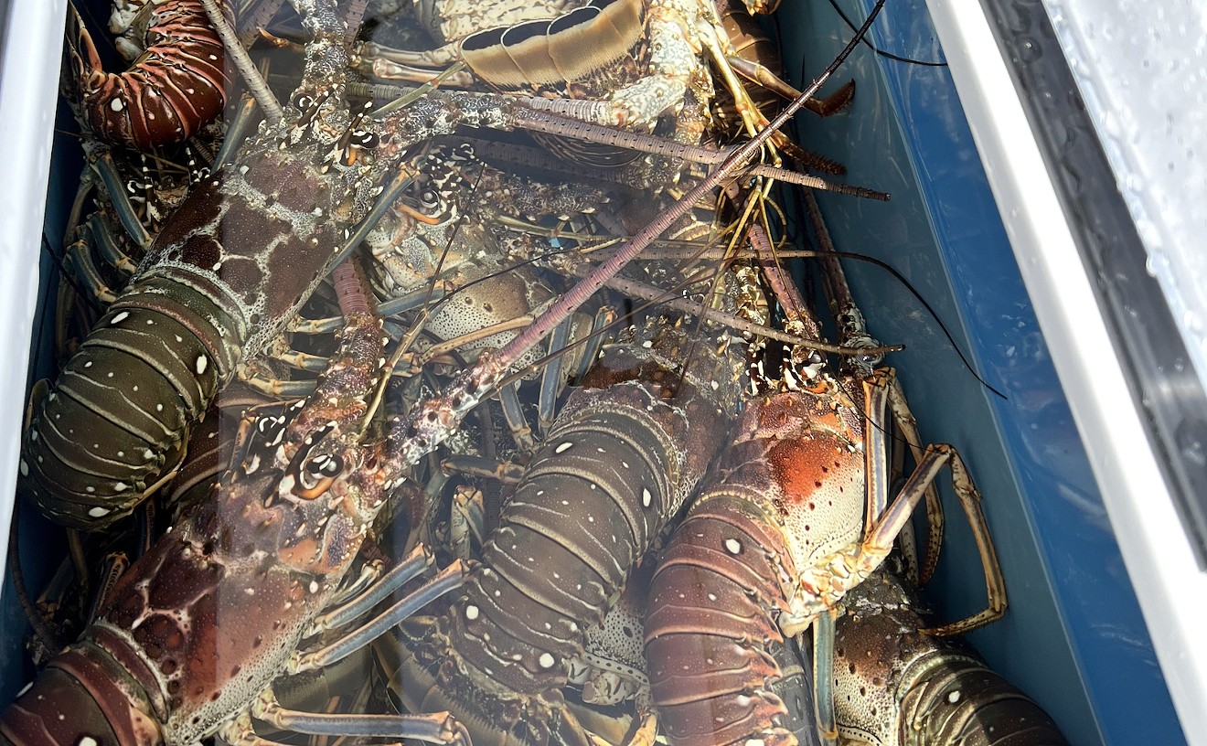 Lobster Mini-Season Bonus Day Spurs Outrage, Confusion