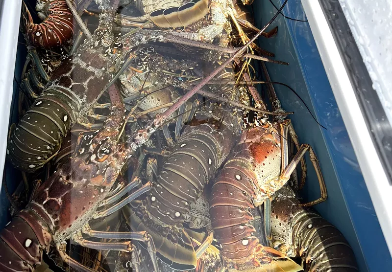 Image: a cooler filled with spiny lobsters
