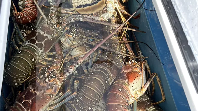 a cooler filled with spiny lobsters