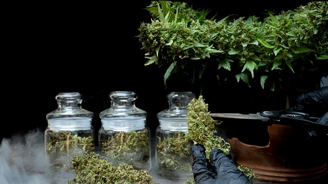 Hands busy trimming cannabis, with jars of marijuana in the background