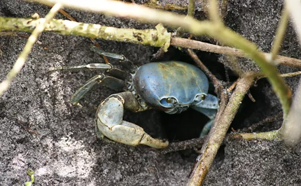 Image: What to Know About South Florida’s Migratory, Home-Invading Land Crabs