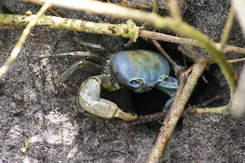 Image: A blue land crab is pictured outside its underground burrow.