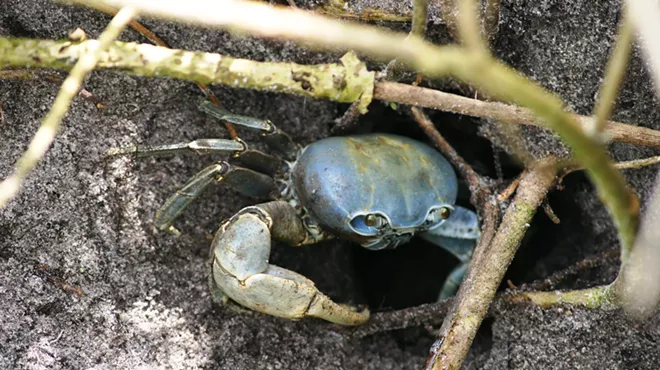 A blue land crab is pictured outside its underground burrow.