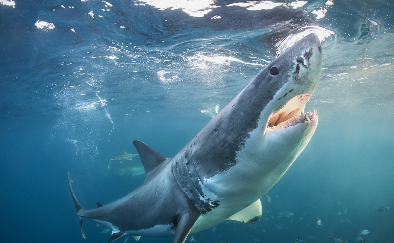 Shark Tracker: Great Whites Recently Spotted Around Florida