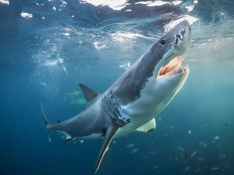 Image: A great white shark opens its jaws near the surface of the water in the afternoon light