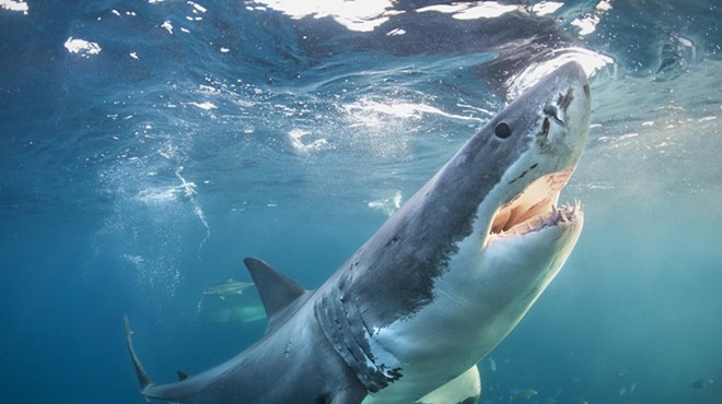 A great white shark opens its jaws near the surface of the water in the afternoon light