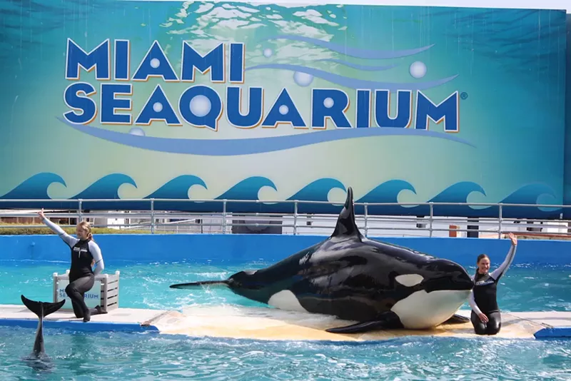 Image: A group called Truth 4 Toki\ argues that transporting an animal of Lolita's age after 50 years in captivity is far too risky.