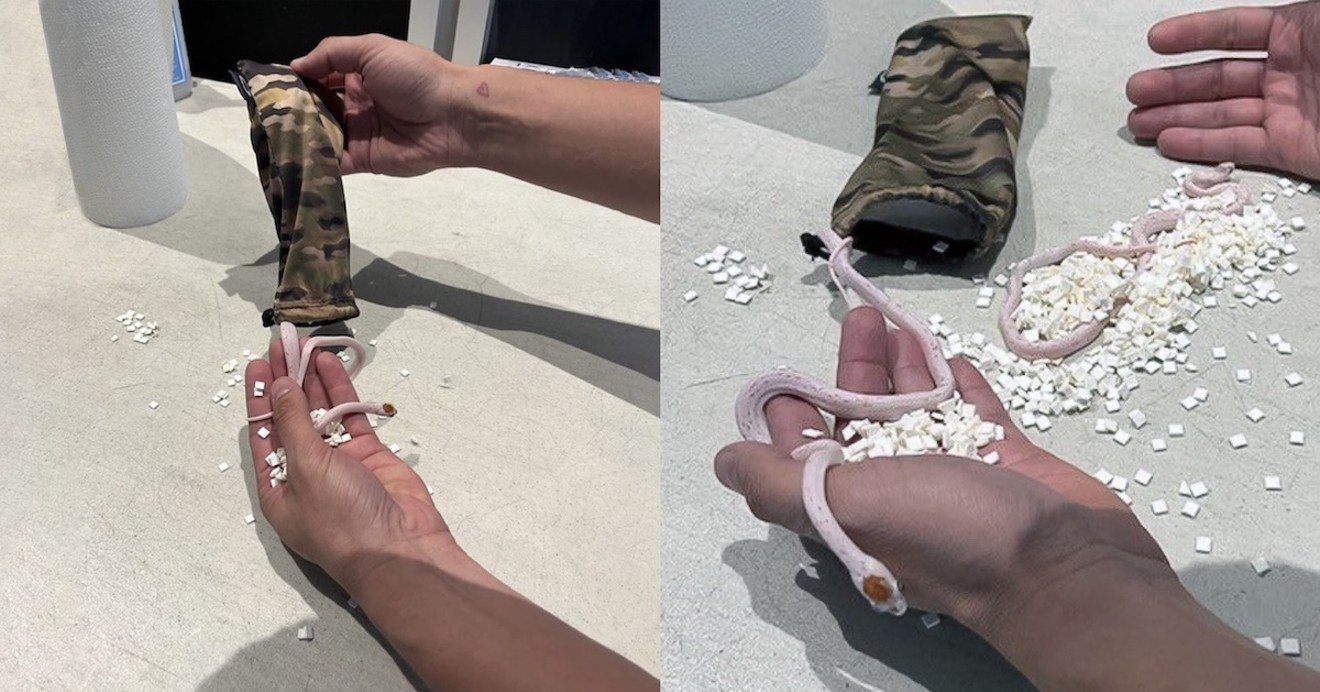 Two snakes were found in a small camouflage pouch in a man's pants at Miami International Airport.
