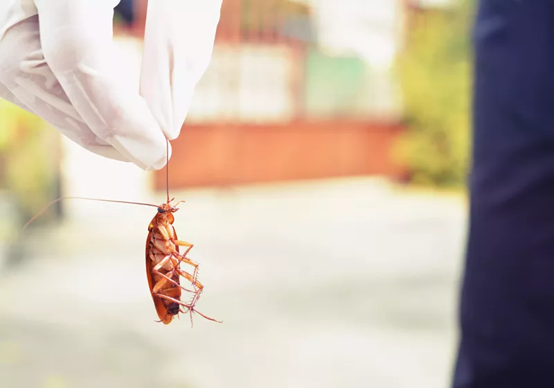 Image: The American cockroach: South Florida residents' ubiquitous housemate.