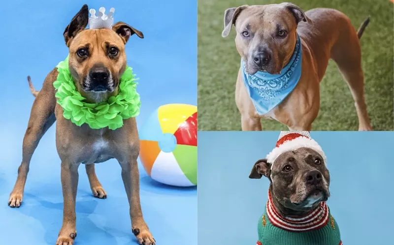 Image: Dogs dressed up in outfits stare at the camera
