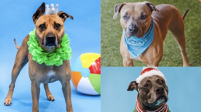 Dogs dressed up in outfits stare at the camera