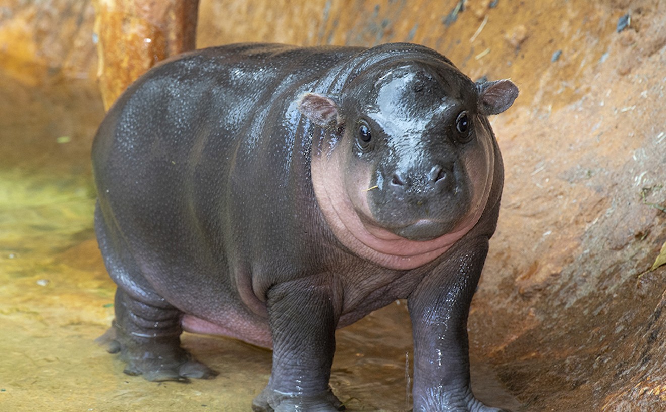 Miami Has a Pygmy Hippo — And He Has His Own Crypto, Because of Course He Does