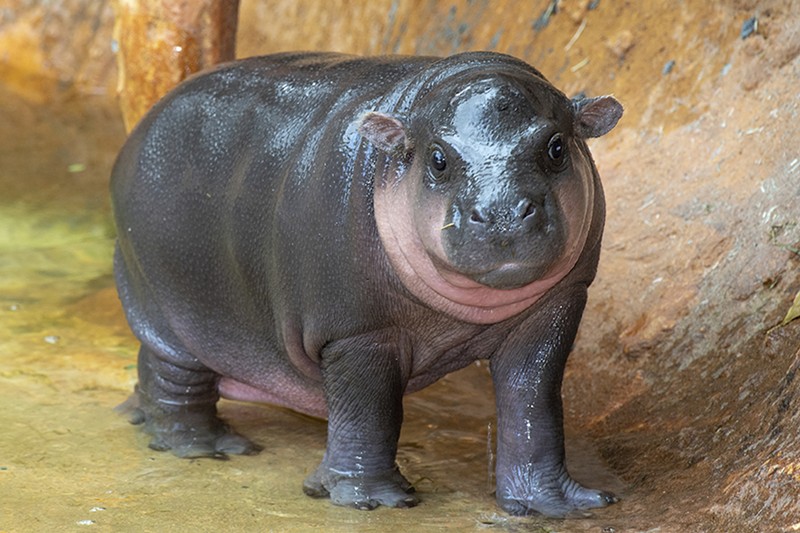 Roughly 10,000 miles away from Moo Deng in Thailand lives Miami's very own pygmy hippo: Aubergine.