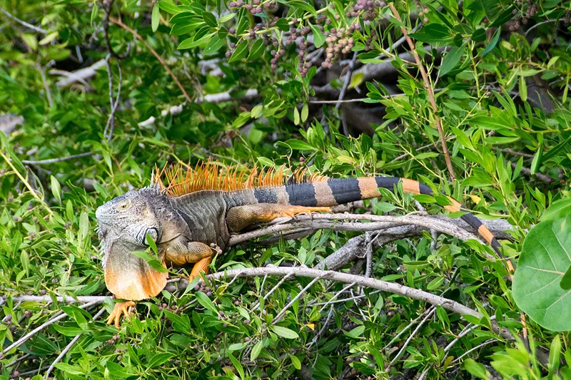 Image: A male green iguana (Not the culprit, but you get the idea.)