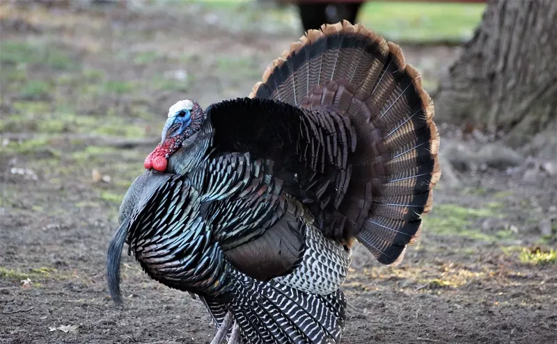 Image: Meet Miami's Sports Turkeys of the Year