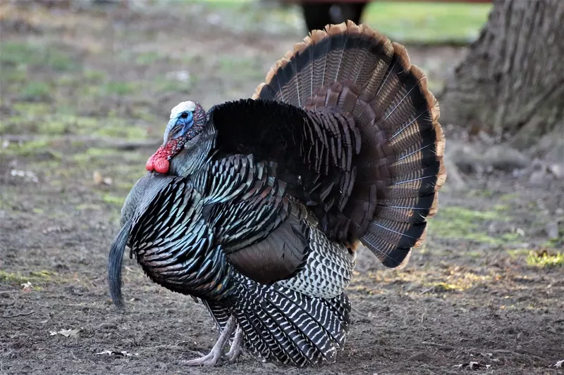 Image: a turkey, viewed in profile, looking proud