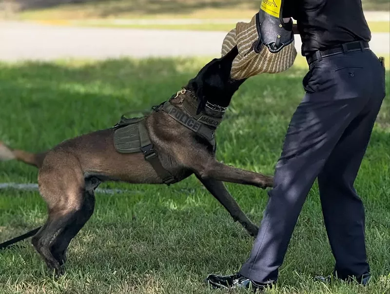 Image: photo of a police K-9 in training