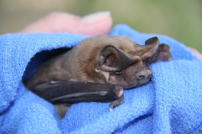 Image: The rare Florida bonneted bat