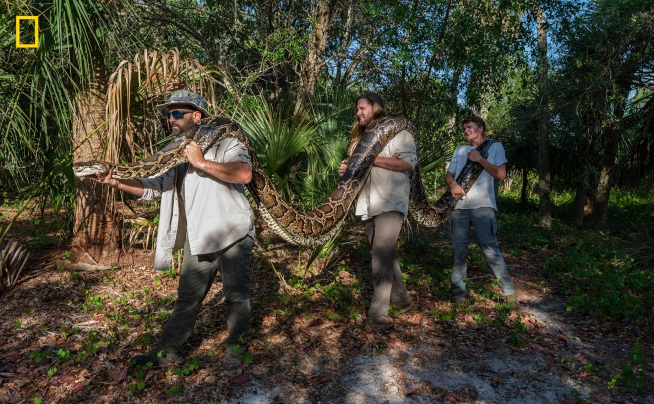 Most Monstrous Pythons Ever Caught in Florida