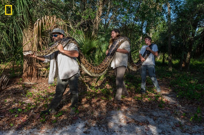 Researchers transport a female Burmese python weighing 215 pounds and measuring 17 feet 7 inches in length to their lab in Naples.