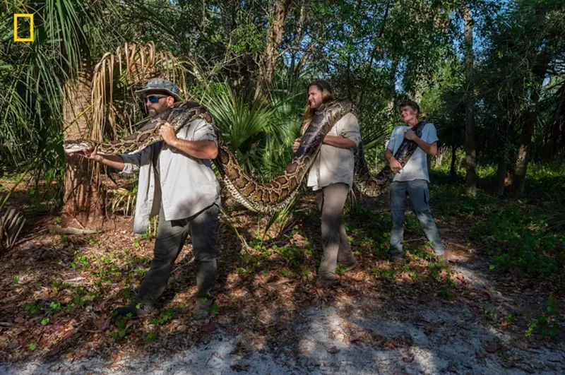 Image: A massive python being carried by three men through a Florida wooded area