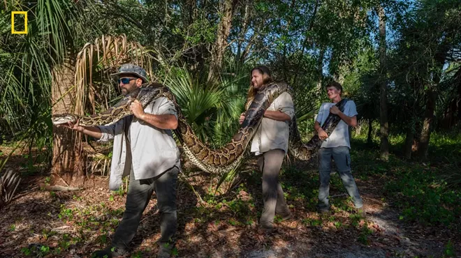 A massive python being carried by three men through a Florida wooded area