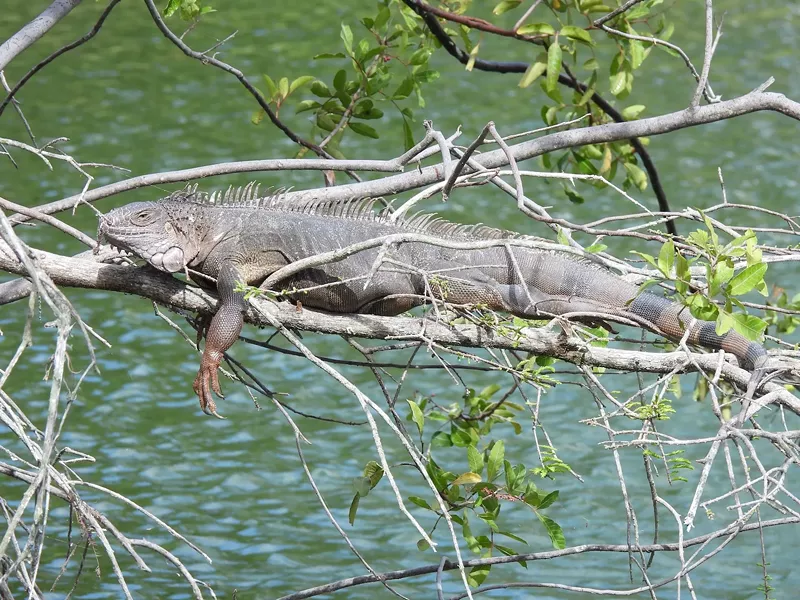 Image: iguana lounging in a tree