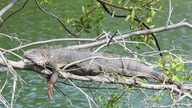 iguana lounging in a tree