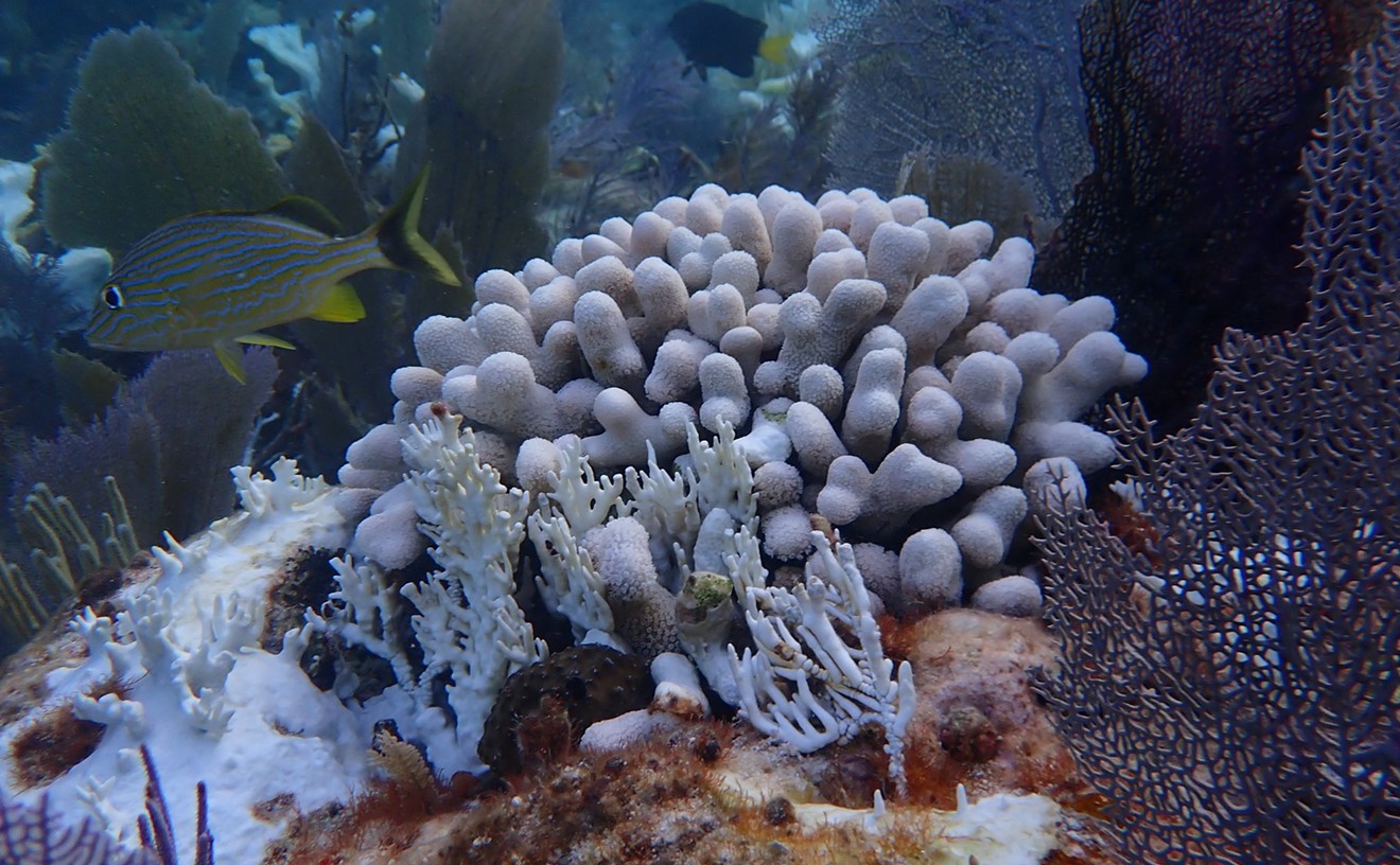 NOAA Finds Mass Coral Death in Florida Keys Following Marine Heat Wave