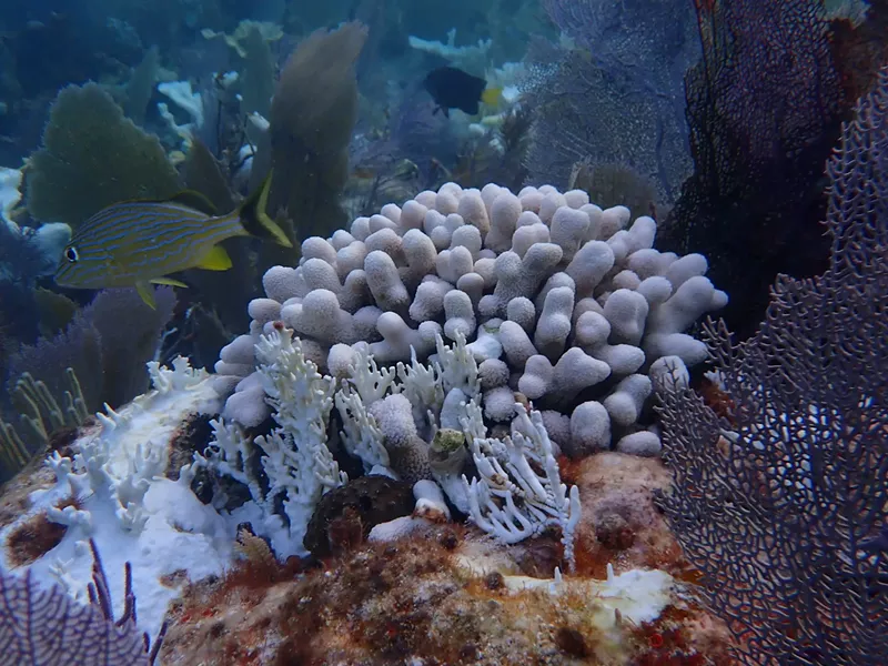 Image: Bleached coral discovered at Horsehoe Reef during the summer 2023 marine heat wave.