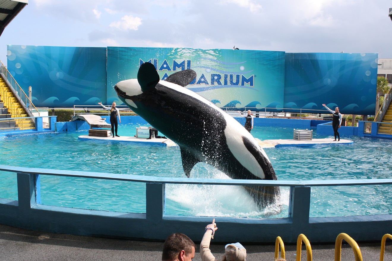 Lolita the killer whale, AKA Tokitae, has been in captivity since she was captured as a calf in Puget Sound.