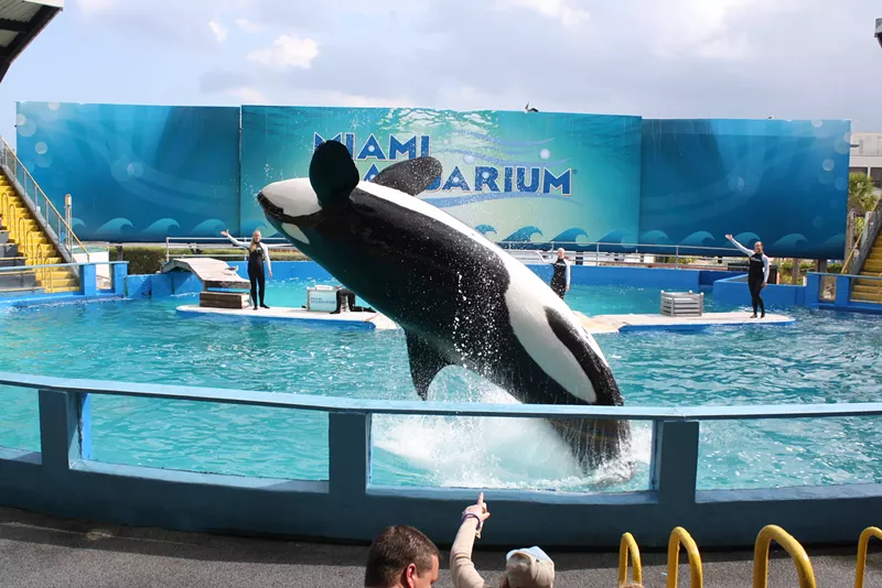 Image: Lolita the killer whale, AKA Tokitae, has been in captivity since she was captured as a calf in Puget Sound.