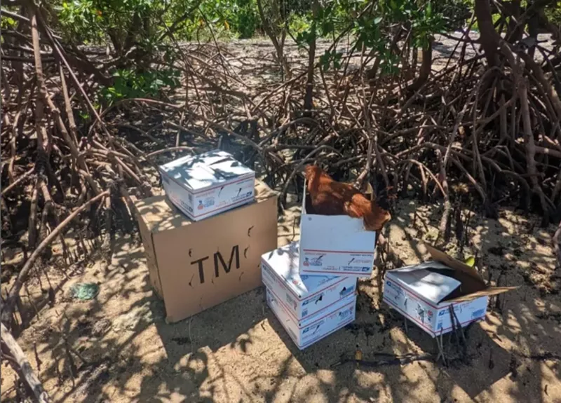 Image: Staff at Virginia Key Outdoor Center found cardboard boxes containing eight live chickens and 22 pigeons, apparently destined to be sacrificed.