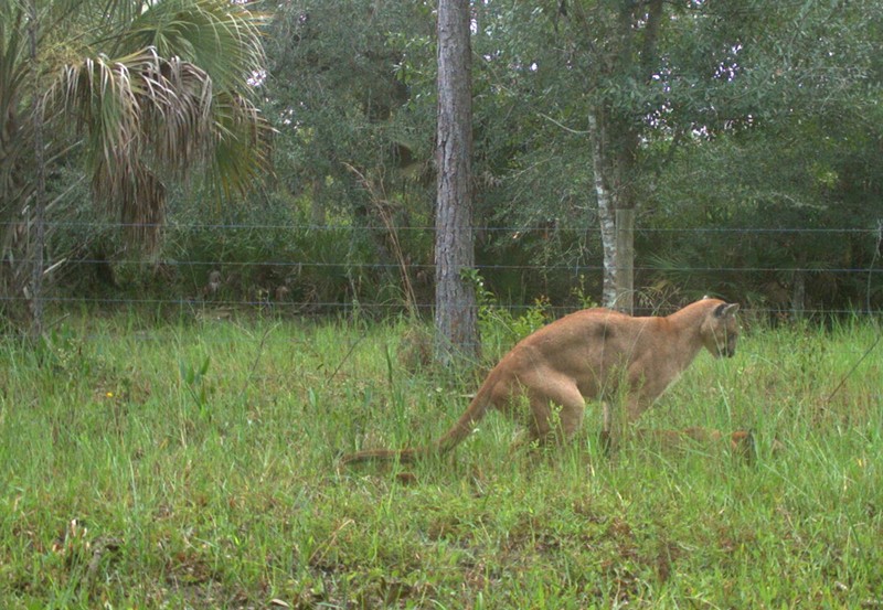 Florida Panthers Captured Mating for First Time Ever | Miami New Times