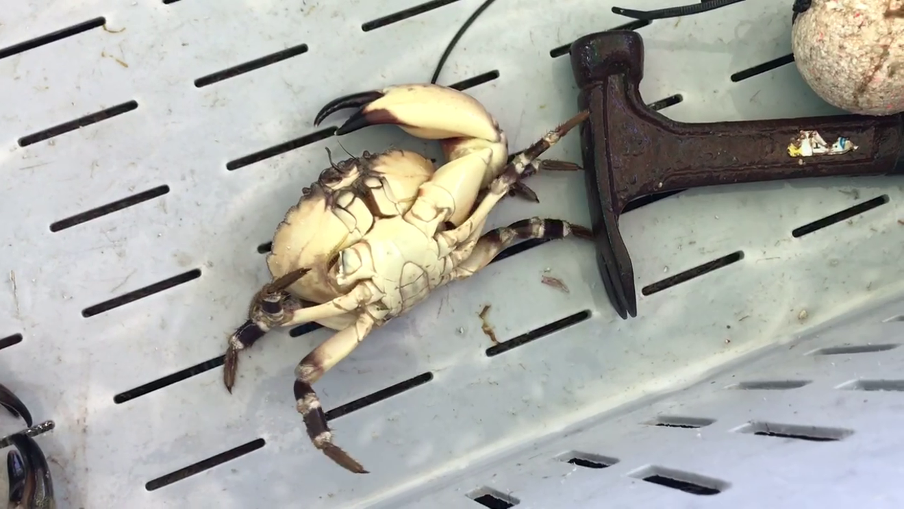 Exhibit A: a stone crab on a fishing boat