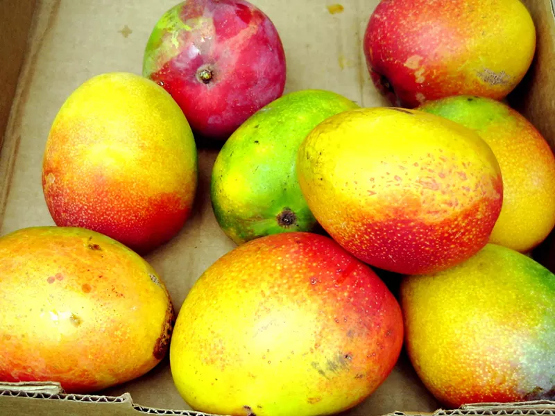 Image: Several mangos sit in a pile.