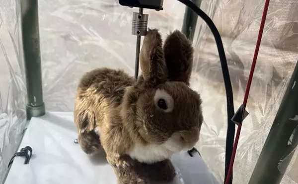 Image: Python Queen Questions Florida’s $480K Robot Rabbit Army