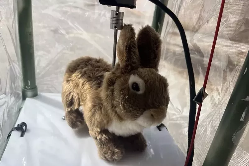 Image: Depicted is a robot bunny University of Florida researchers made to detect Burmese pythons in the Florida Everglades.