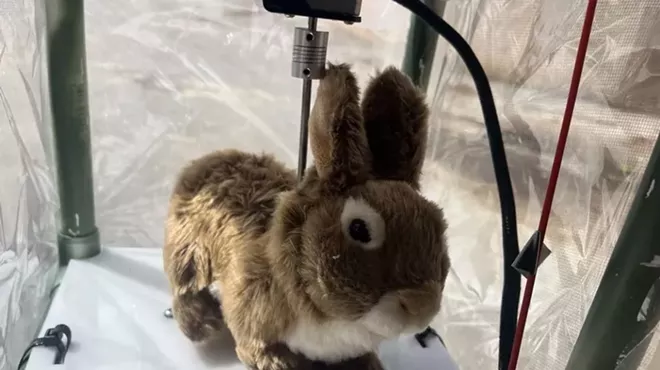 Depicted is a robot bunny University of Florida researchers made to detect Burmese pythons in the Florida Everglades.