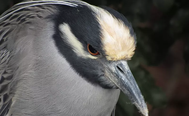 Image: Residents Rally to Protect Nesting Herons, Halt Biscayne Park Tree Cutting