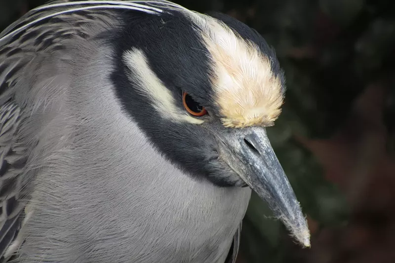 Image: closeup photo of the head of a wading bird