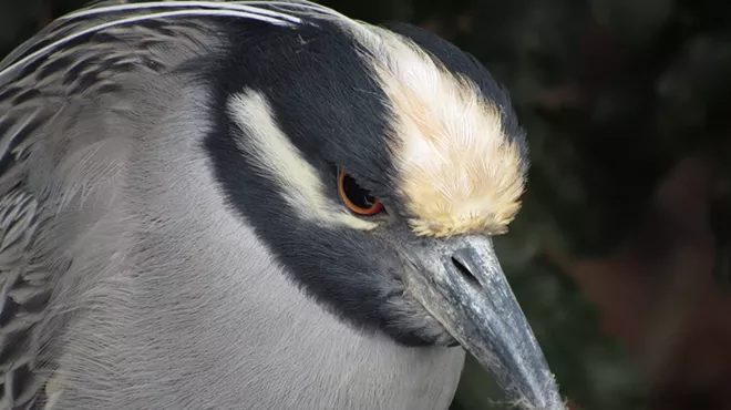 closeup photo of the head of a wading bird