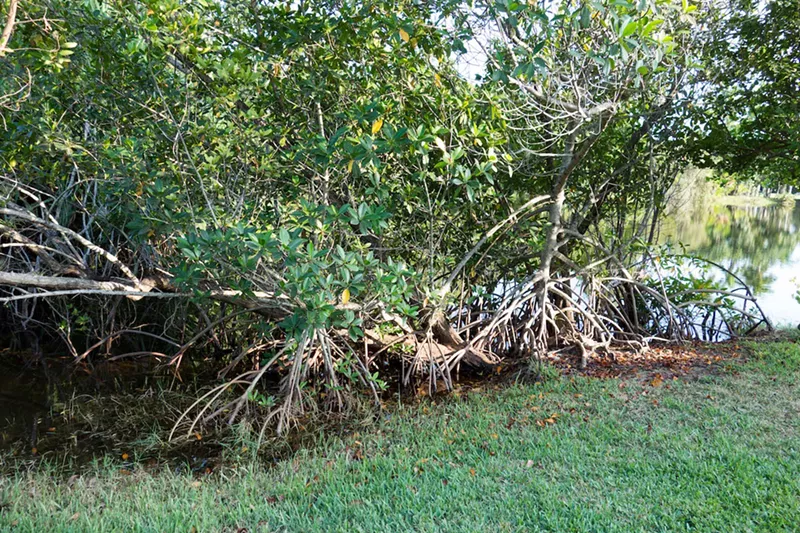 Image: Environmentalists worry that the proposed law would be a setback for the city's resiliency efforts.