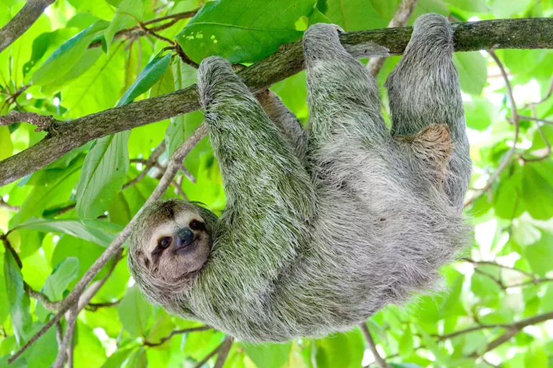 Image: The Oropouche virus disease earned the nickname "sloth fever" after scientists first discovered it in a three-toed sloth.