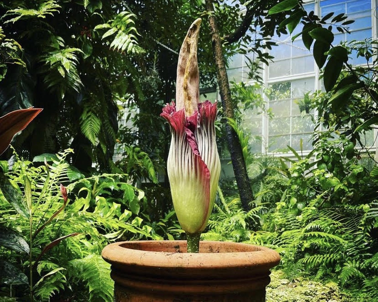 It’s been 18 years since a Titan Arum bloomed at Fairchild, and this specific plant — affectionately dubbed Mr. Stinky Junior — is expected to bloom at the garden’s Whitman Tropical Fruit Pavilion...perhaps as early as today!