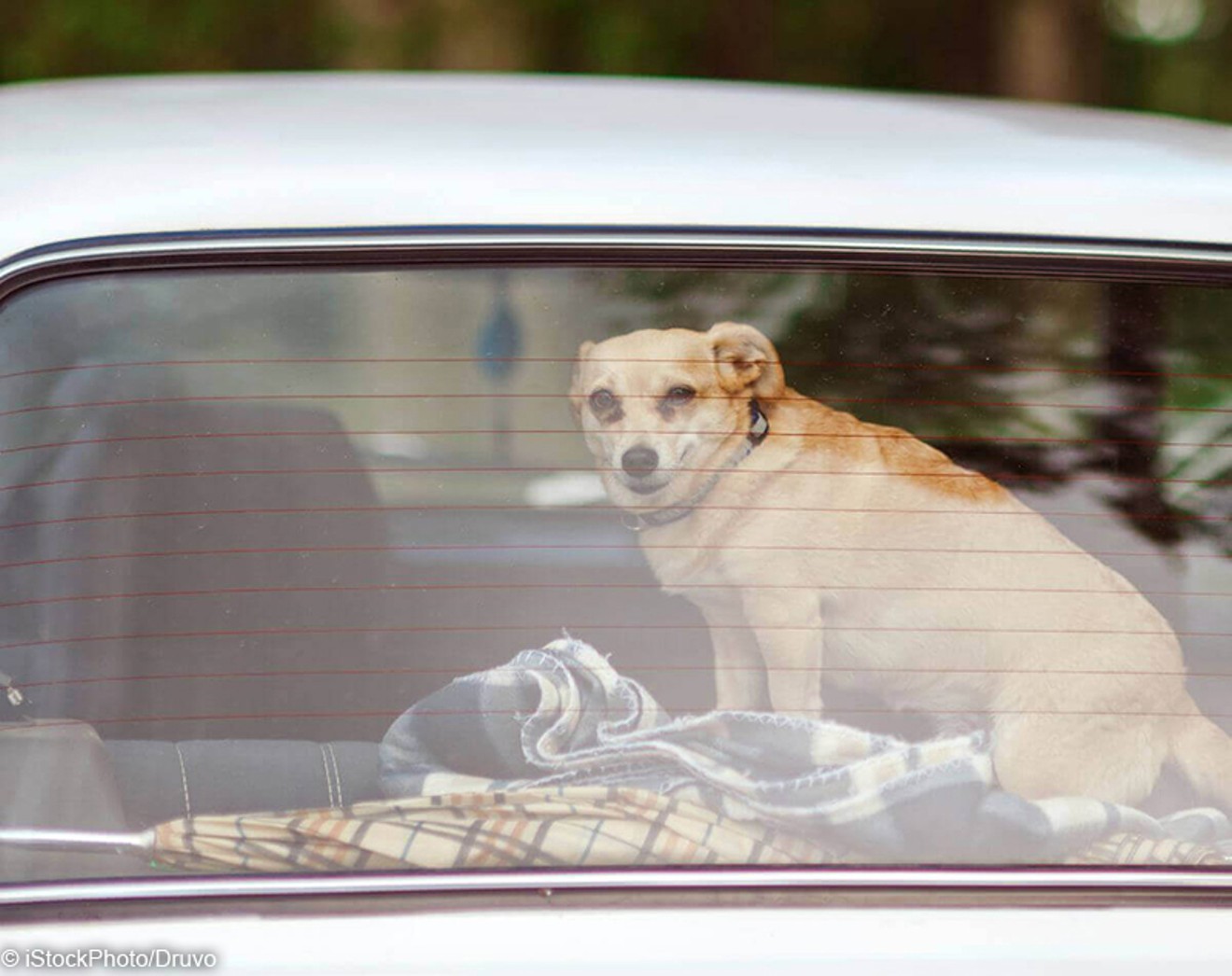 PETA is sounding the alarm on what it calls a “national crisis” of dogs and other animals being left in hot cars.